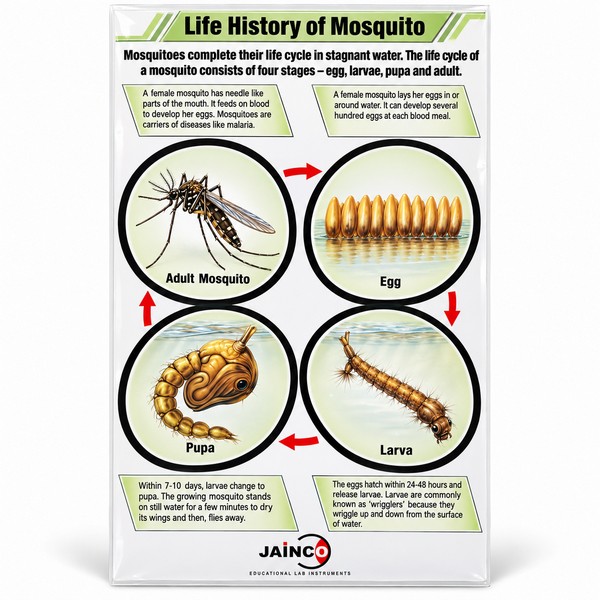 Life History of Mosquito Chart